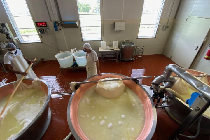 Parmigiano-Reggiano Cheese Factory Tour image