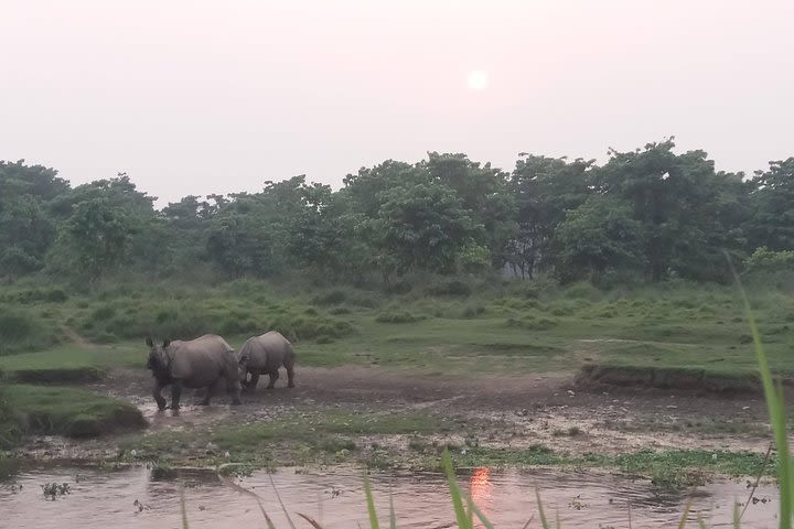 Luxury Chitwan Jungle Safari - 3 Days image