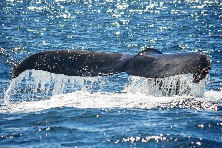 Kauai Whale-Watching Cruise with Cocktails image