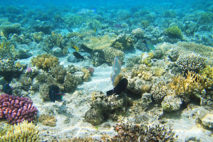 Sataya Reefs Dolphin Snorkel Cruise with Lunch image