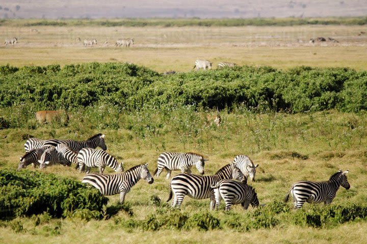 2 days Amboseli National Park Safari image