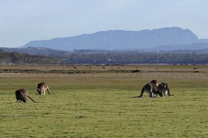 Spend a day in one of Tasmania's best wildlife National Park's image