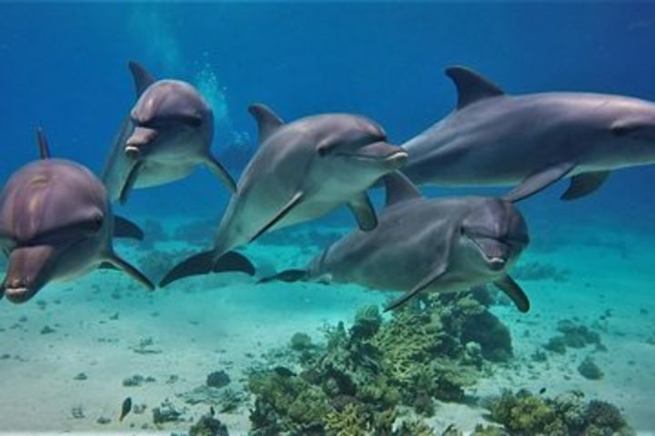 Swim With Dolphin in Sataya Reef Snorkeling Sea Trip With Lunch - Marsa Alam image