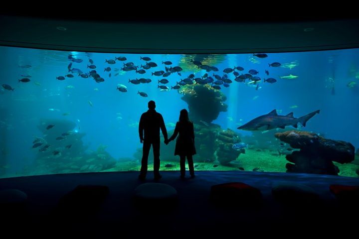 Palma Aquarium Entrance with Transfers image