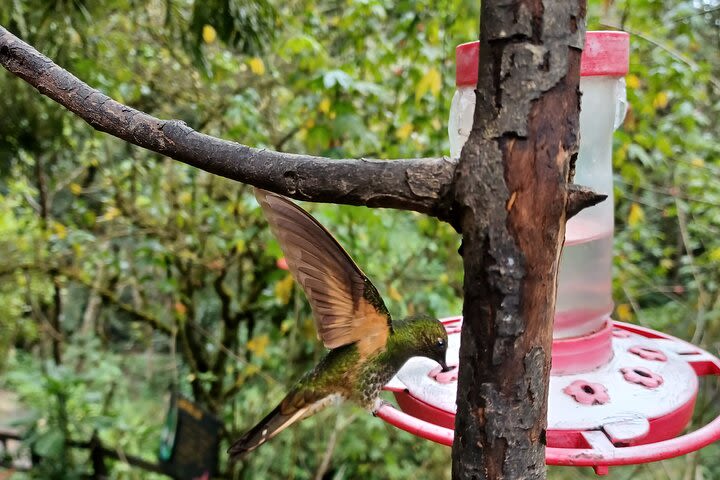 Cocora valley tour hummingbird circuit image