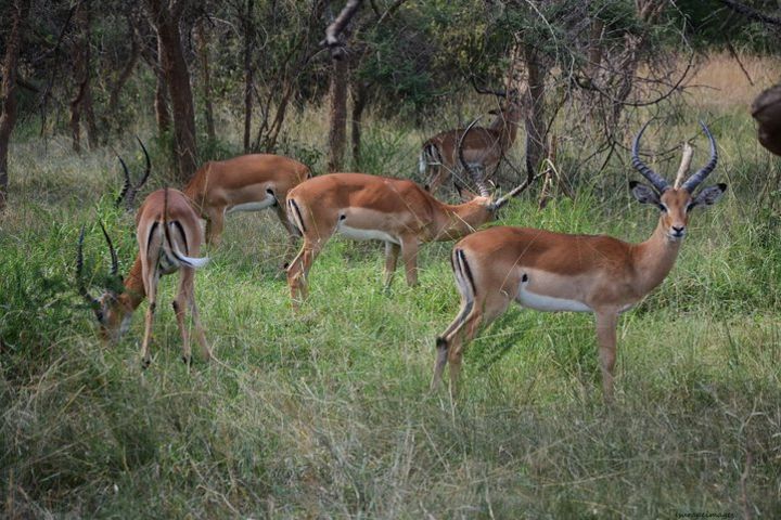 Akagera National Park image