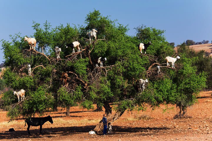 Semi-private and shared small group to Essaouira from Marrakech  image