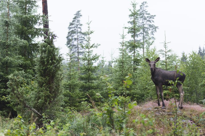 Wildlife Safari Small-Group in Stockholm image