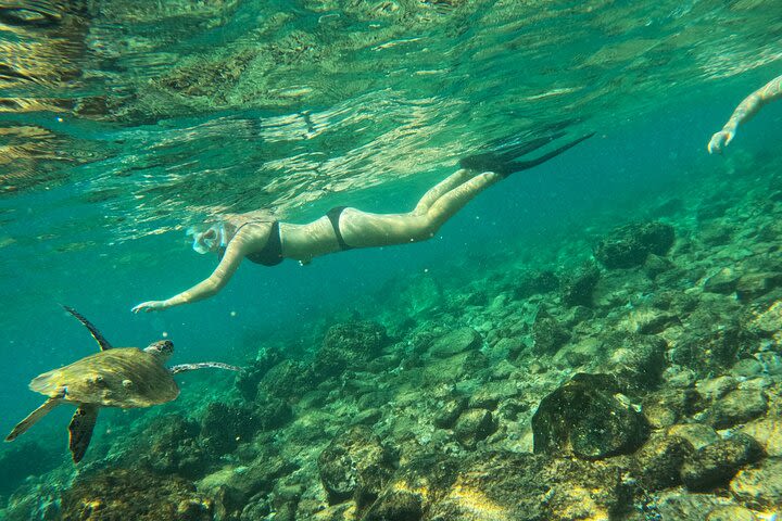 Snorkeling with turtles in Fujairah with BBQ lunch  image