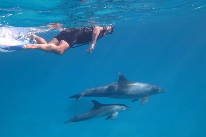 Dolphin House, amazing trip with snorkeling and dolphin watching image