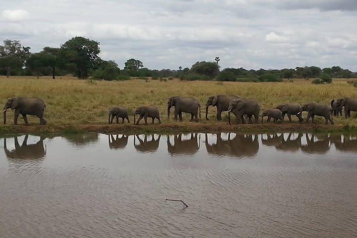 2 Days 1 Night Selous Game Reserve Flying from Zanzibar  image