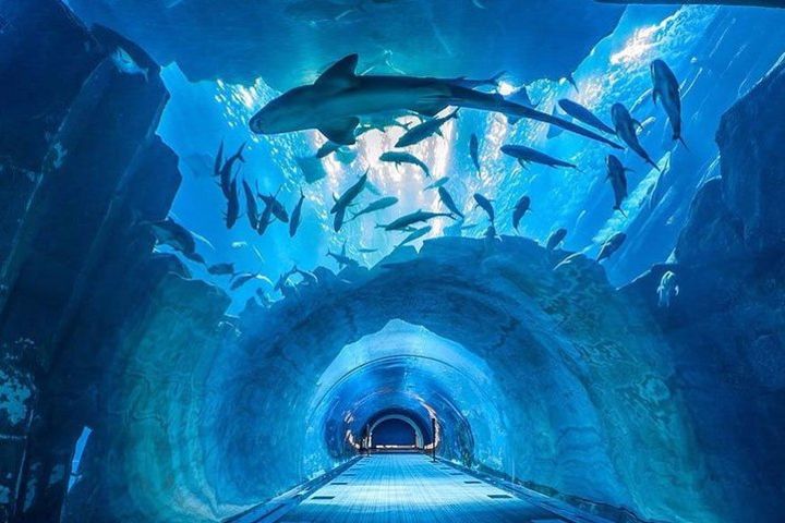 Dubai Aquarium and Underwater Zoo Combo with Sharing Transfer image