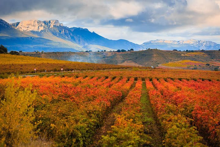 Rioja Wine Tour image