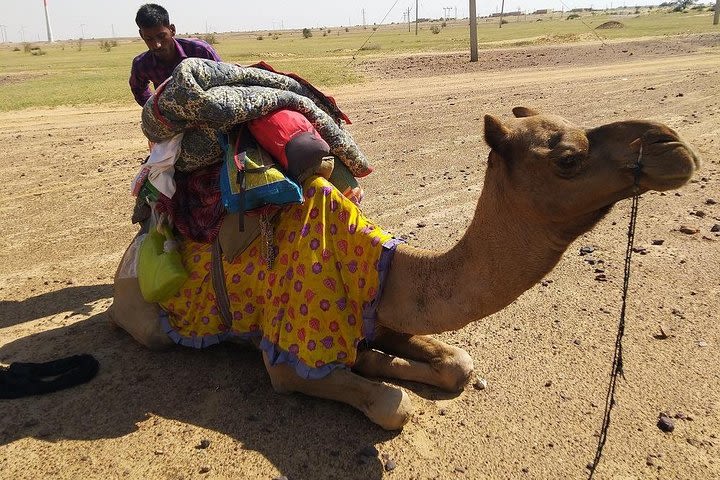 Full day Camel Safari image