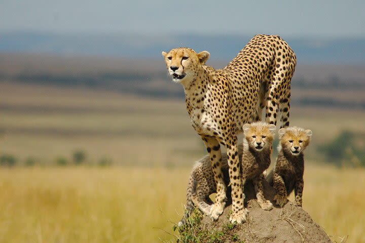  SPIRIT of Tanzania Itinerary – Luxury 8 Day image