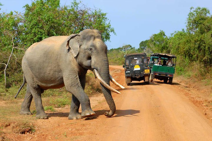 Wilpattu Day Tour from Anuradhapura image