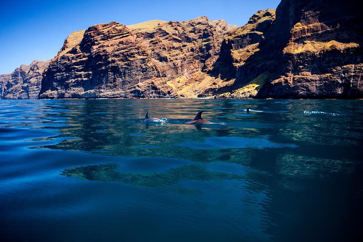 Watching and Listening Wildlife in Tenerife with Food and Drinks  image