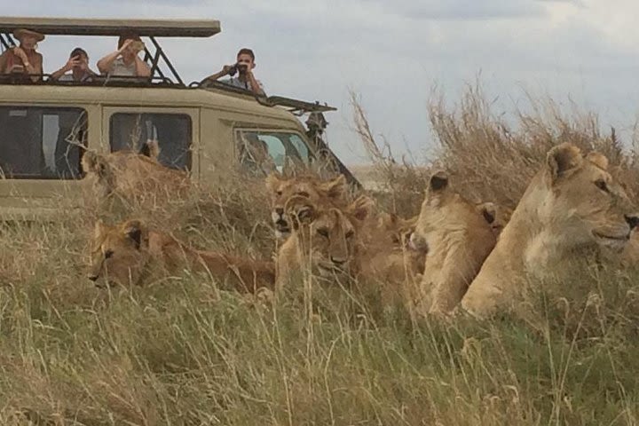 4 Days Tanzania Sharing Safari Tarangire, Ngorongoro Crater & Serengeti image