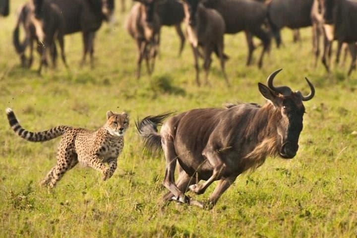 Lake Nakuru national park Daytrip image