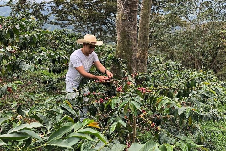 Coffee Farm and Salento Walking Tour image