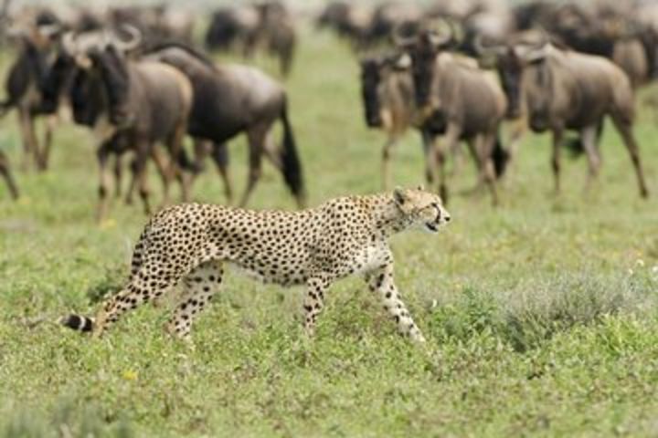 6-Day Memorable Adventures Manyara, Serengeti,Tarangire, Ngorongoro, Arusha NP image