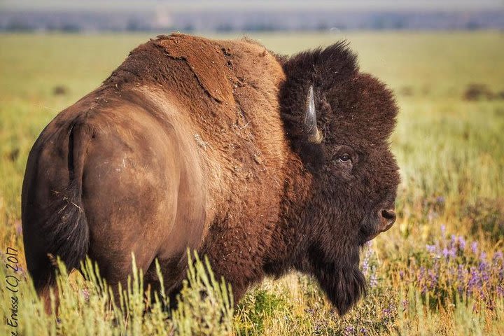 4-Day Yellowstone and Grand Teton National Parks Wildlife Adventure image