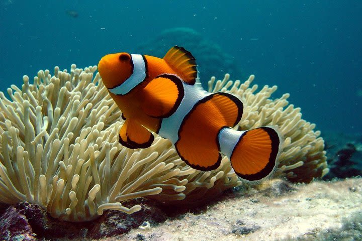 Cairns Reef and Rainforest Combo: Daintree Rainforest and the Great Barrier Reef image