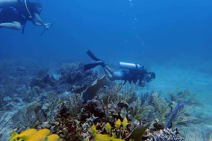 Local Reef Experience -Certified Diver image