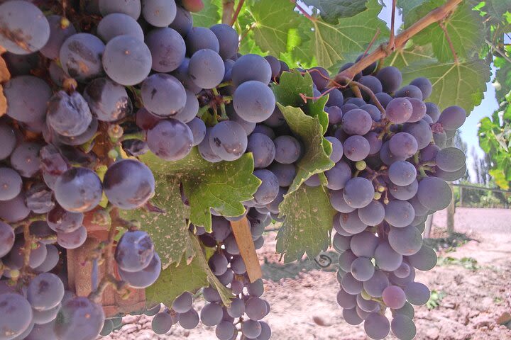 Wine Tour with Lunch from Mendoza image