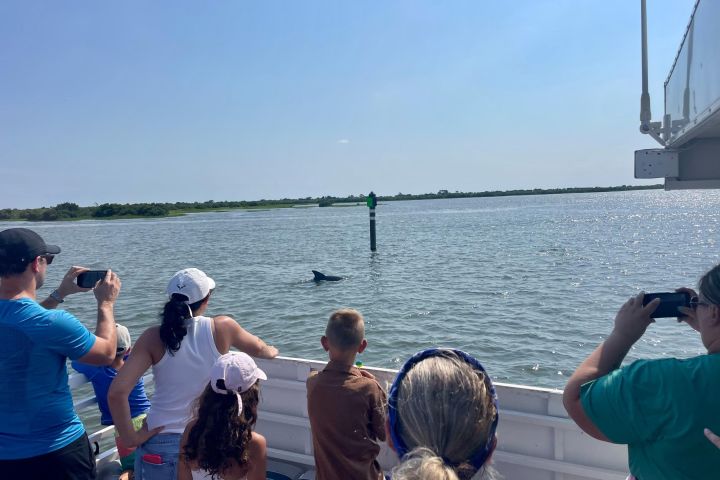 St. Augustine Dolphin & Wildlife Cruise image