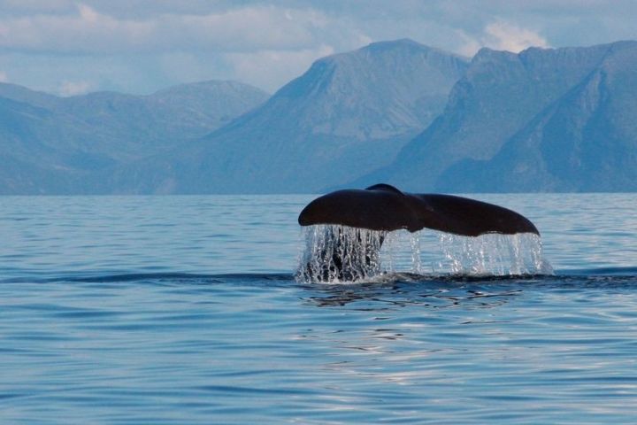 From Andenes: Whale Watching with Whale Guarantee image
