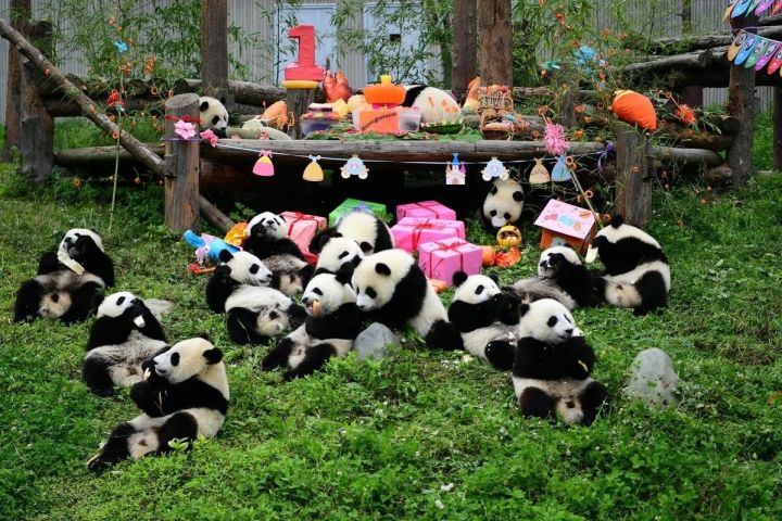5-Day Jiuzhaigou & Chengdu Adventure image