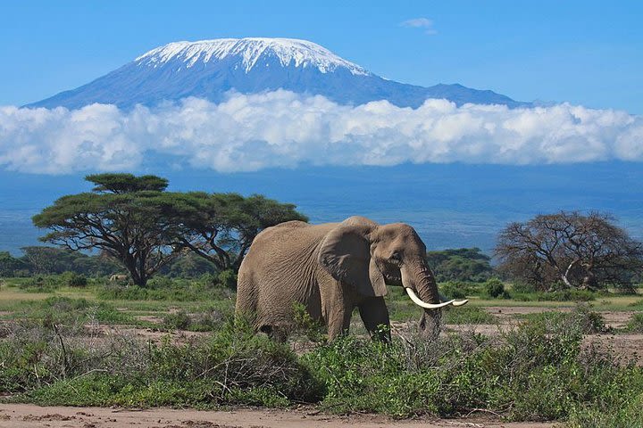 Day tour to Amboseli national park image