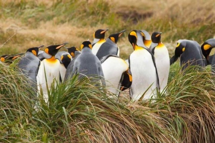 King Penguin Park Private Tour image