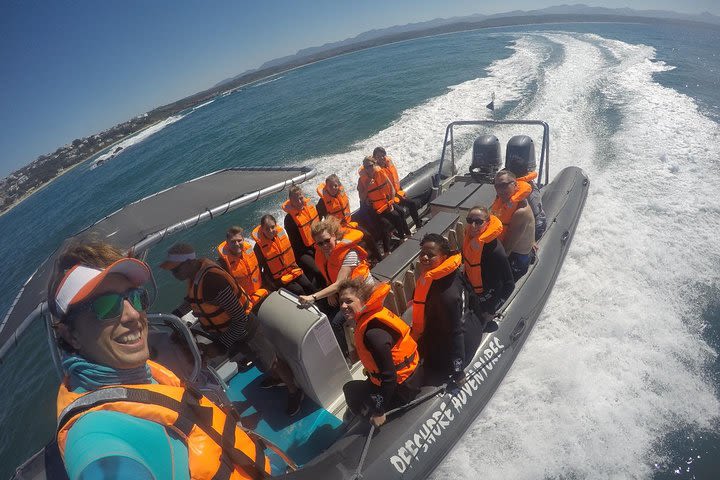 1.5-Hour Seal Viewing Boat Tour in Plettenberg Bay image