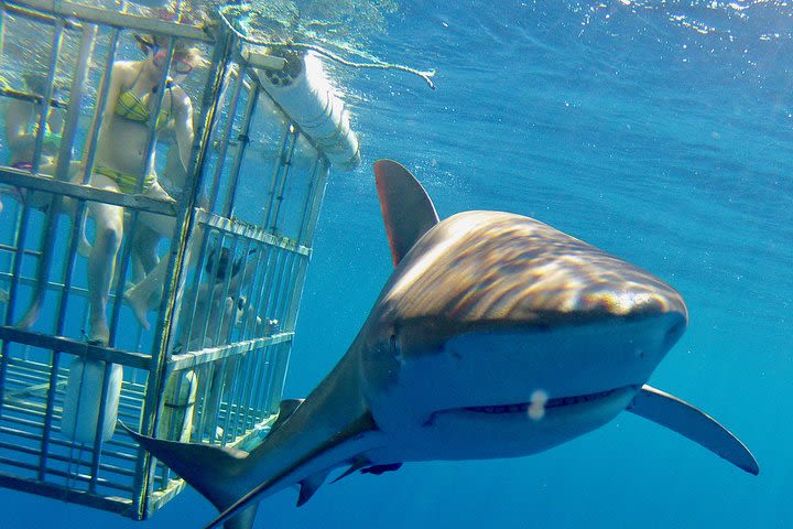 Oahu Shark Dive image