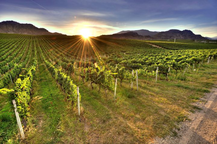 Osoyoos Wineries Tour image