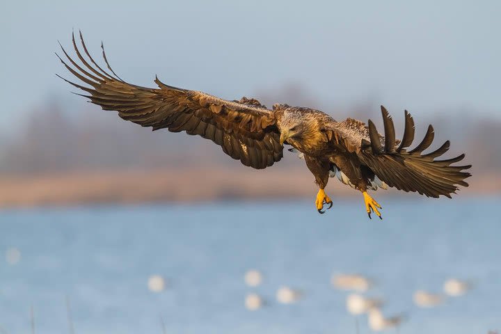 BIRDWATCH - Premium guided canoe tour at Cape Vente, Nemunas Delta Regional Park image