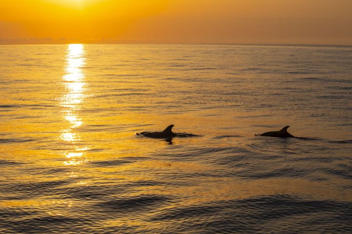 Dolphin Watching in Mallorca image