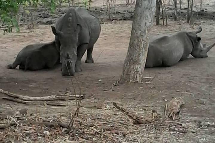 Rhino Walk and Culture, Livingstone image