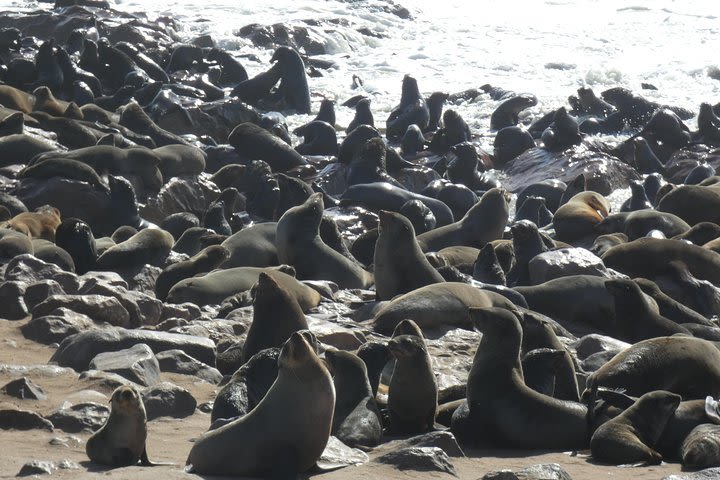 Swakopmund Cape Cross seal colony Day Tours image