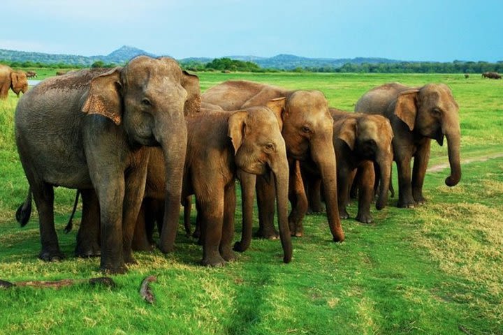 Full-Day Minneriya and Kaudulla National Parks Private Safari image