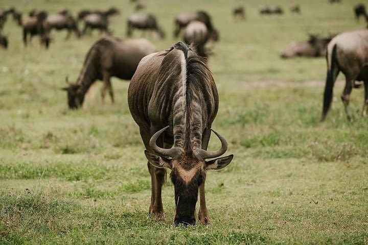 2 Days Safari to Tarangire National Park and Ngorongoro Crater image