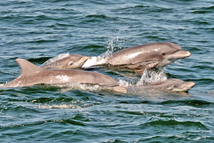 Dolphin Watching around Cape May image