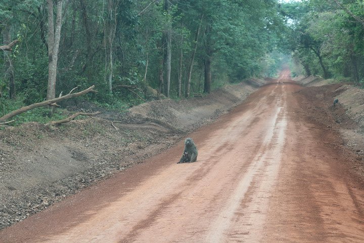 7-Day Gorillas, Chimpanzees and Tree Climbing Lions Tour in Uganda  image