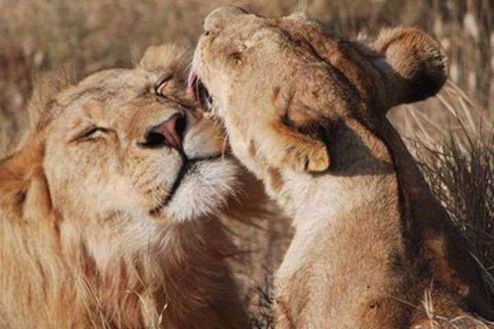 Big Five Safari In Tanzania image