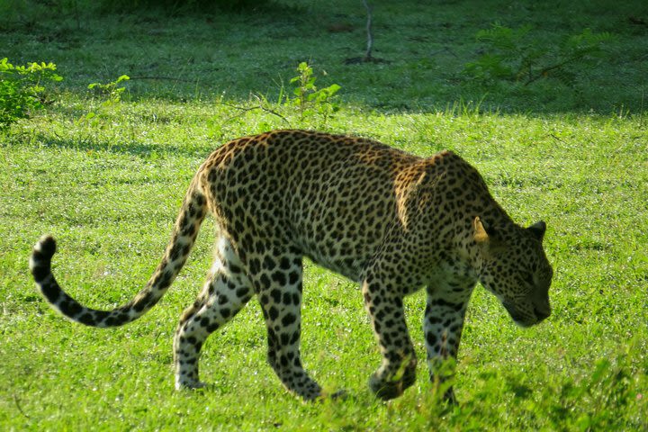 Yala National Park Safari from Ella  image