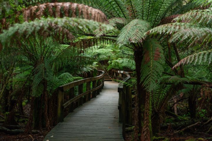 Tasmanian Nature and Tasting Adventure image