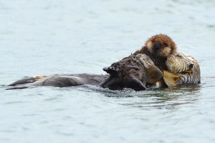 Kenai Fjords Tours image