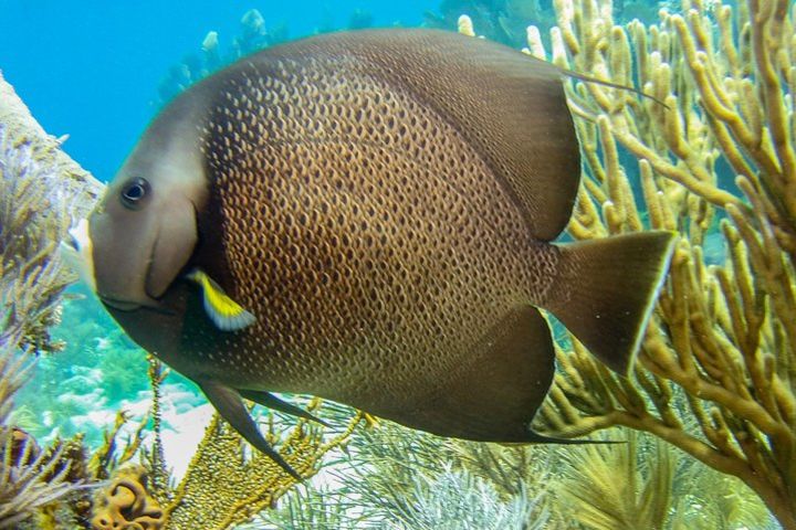 Half Day Snorkel Trip on Reefs in the Florida Keys image